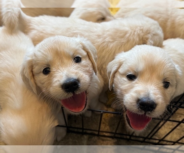 Medium Photo #8 English Cream Golden Retriever Puppy For Sale in BYRON CENTER, MI, USA