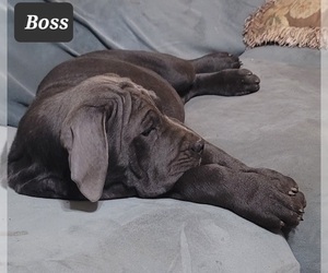 Cane Corso Puppy for sale in MINERAL WELLS, WV, USA