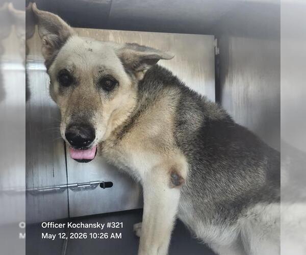 Medium Photo #1 German Shepherd Dog-Unknown Mix Puppy For Sale in San Antonio, TX, USA