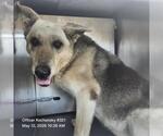 Small German Shepherd Dog Mix