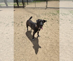 Mutt Dogs for adoption in Maquoketa, IA, USA