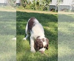 Small #1 English Springer Spaniel
