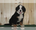 Small Photo #7 Bernese Mountain Dog Puppy For Sale in WESTCLIFFE, CO, USA