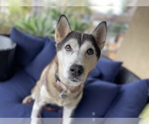 Siberian Husky Dogs for adoption in  Ramona, CA, USA