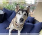 Small Siberian Husky