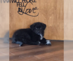 Small #2 Great Pyrenees Mix