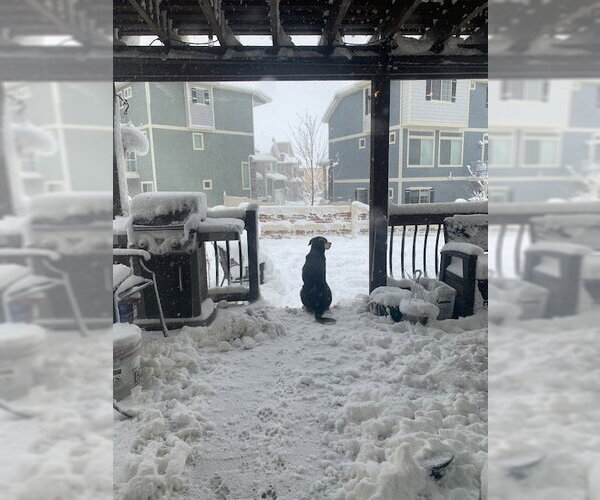 Medium Photo #4 Australian Shepherd-Unknown Mix Puppy For Sale in Fort Collins, CO, USA