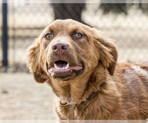 June Carter - Female Golden Shepherd Dog for Adoption - Photo #24