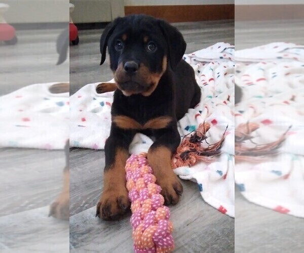 Medium Photo #1 Rottweiler Puppy For Sale in FREDERICKSBURG, OH, USA