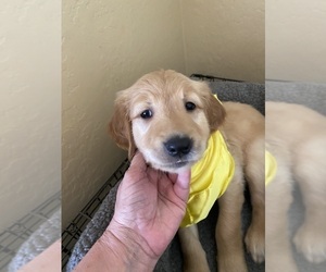 Golden Retriever Puppy for Sale in PEORIA, Arizona USA