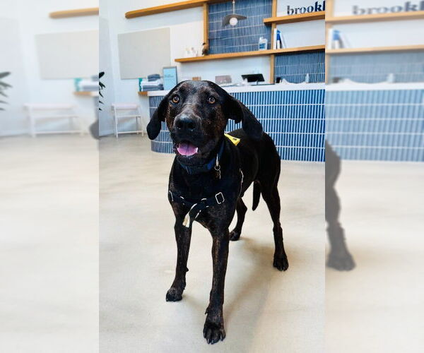 Medium Photo #2 Great Dane-Unknown Mix Puppy For Sale in Marina Del Rey, CA, USA