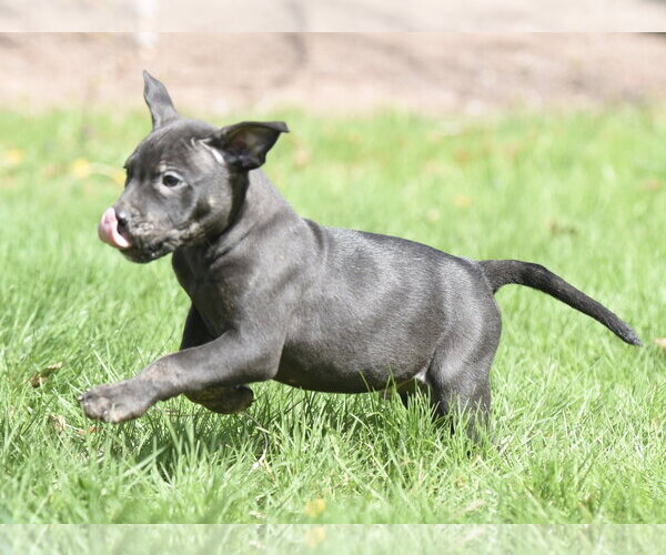 Medium Photo #3 Mutt Puppy For Sale in Mechanicsburg, PA, USA