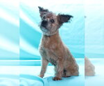 Small #2 Mutt