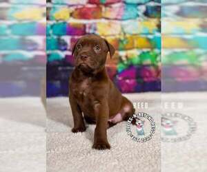 Staffordshire Bull Terrier-Unknown Mix Dogs for adoption in Omaha, NE, USA