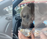 Small #2 American Pit Bull Terrier-Labrador Retriever Mix