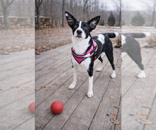 Medium Photo #3 Border Collie-Unknown Mix Puppy For Sale in Mt. Laurel, NJ, USA