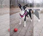 Small #2 Border Collie Mix