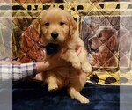 Puppy Puppy 2 Golden Retriever