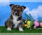 Small Photo #1 Pembroke Welsh Corgi Puppy For Sale in FREDERICKSBG, OH, USA