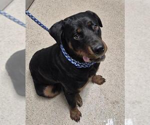 Rottweiler Dogs for adoption in Bakersfield, CA, USA