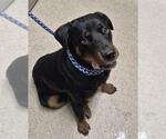 Small Rottweiler