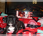 Small Photo #3 French Bulldog Puppy For Sale in MEADVILLE, PA, USA