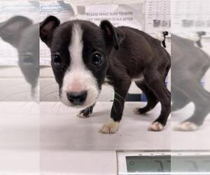 Mutt Dogs for adoption in Chula Vista, CA, USA