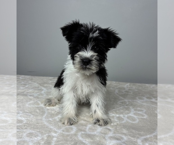 Medium Photo #1 Schnauzer (Miniature) Puppy For Sale in FRANKLIN, IN, USA