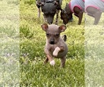 Puppy 3 American Hairless Terrier