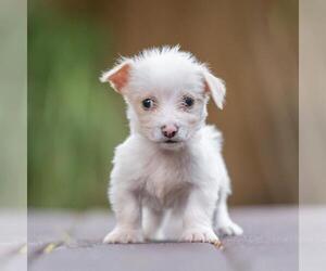 Noodle Pup - Tortellini - Male Poodle (Miniature)-Unknown Mix Dog for Adoption - Photo #3
