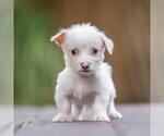 Small #2 Poodle (Miniature) Mix