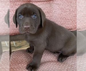 Labrador Retriever Puppy for sale in SPOTSYLVANIA, VA, USA