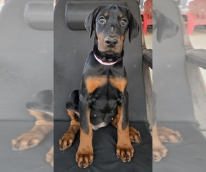 Medium Doberman Pinscher