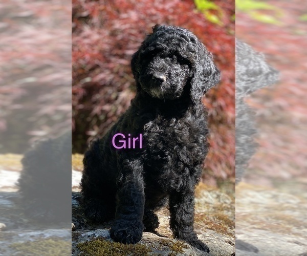Medium Photo #1 Goldendoodle Puppy For Sale in LANGLOIS, OR, USA