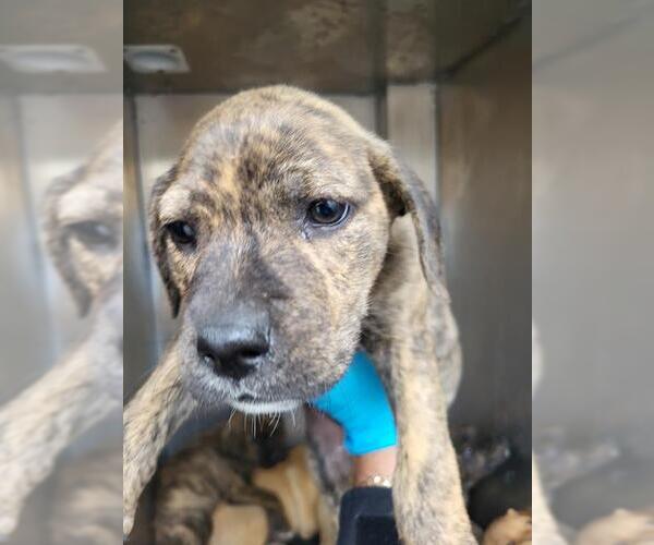 Medium Photo #1 Mutt Puppy For Sale in San Antonio, TX, USA