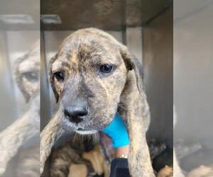 Mutt Dogs for adoption in San Antonio, TX, USA