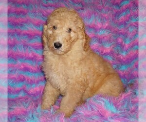 Labradoodle Puppy for sale in LA HABRA, CA, USA