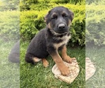 Small #2 German Shepherd Dog