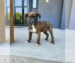 Small Photo #1 Boxer Puppy For Sale in FRANKLIN, IN, USA