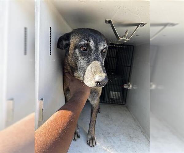 Medium Photo #1 Mutt Puppy For Sale in Houston, TX, USA