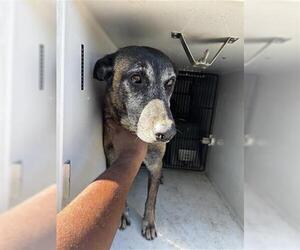 Mutt Dogs for adoption in Houston, TX, USA