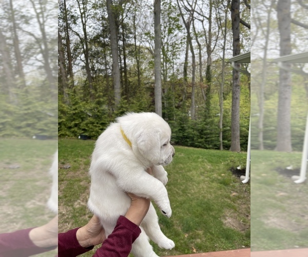 Medium Photo #17 Labrador Retriever Puppy For Sale in DIX HILLS, NY, USA