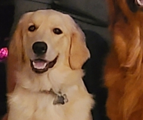 Medium Photo #1 Golden Retriever Puppy For Sale in KINGWOOD, WV, USA