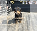Small Photo #13 Aussiedoodle-Poodle (Standard) Mix Puppy For Sale in RUSSELL, IA, USA