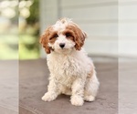 Small #6 Cavapoo (Miniature)