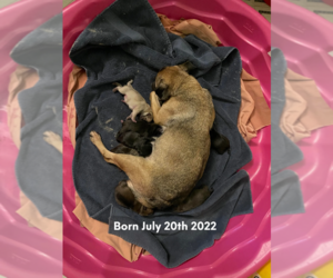 Pug Puppy for sale in KILLEEN, TX, USA