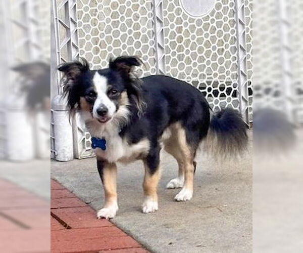 Medium Photo #6 Chihuahua-Colonial Cocker Spaniel Mix Puppy For Sale in Corona, CA, USA