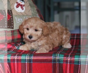 Goldendoodle-Poodle (Toy) Mix Puppy for sale in PARADISE, PA, USA
