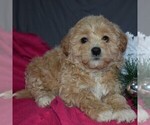 Small Photo #5 Pookimo Puppy For Sale in GORDONVILLE, PA, USA