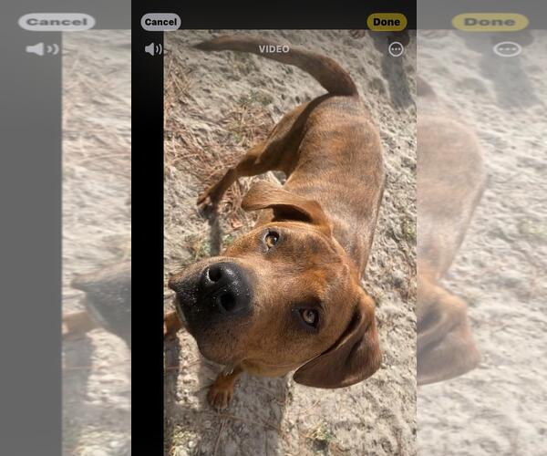 Medium Photo #1 Mutt Puppy For Sale in Holly Springs, NC, USA